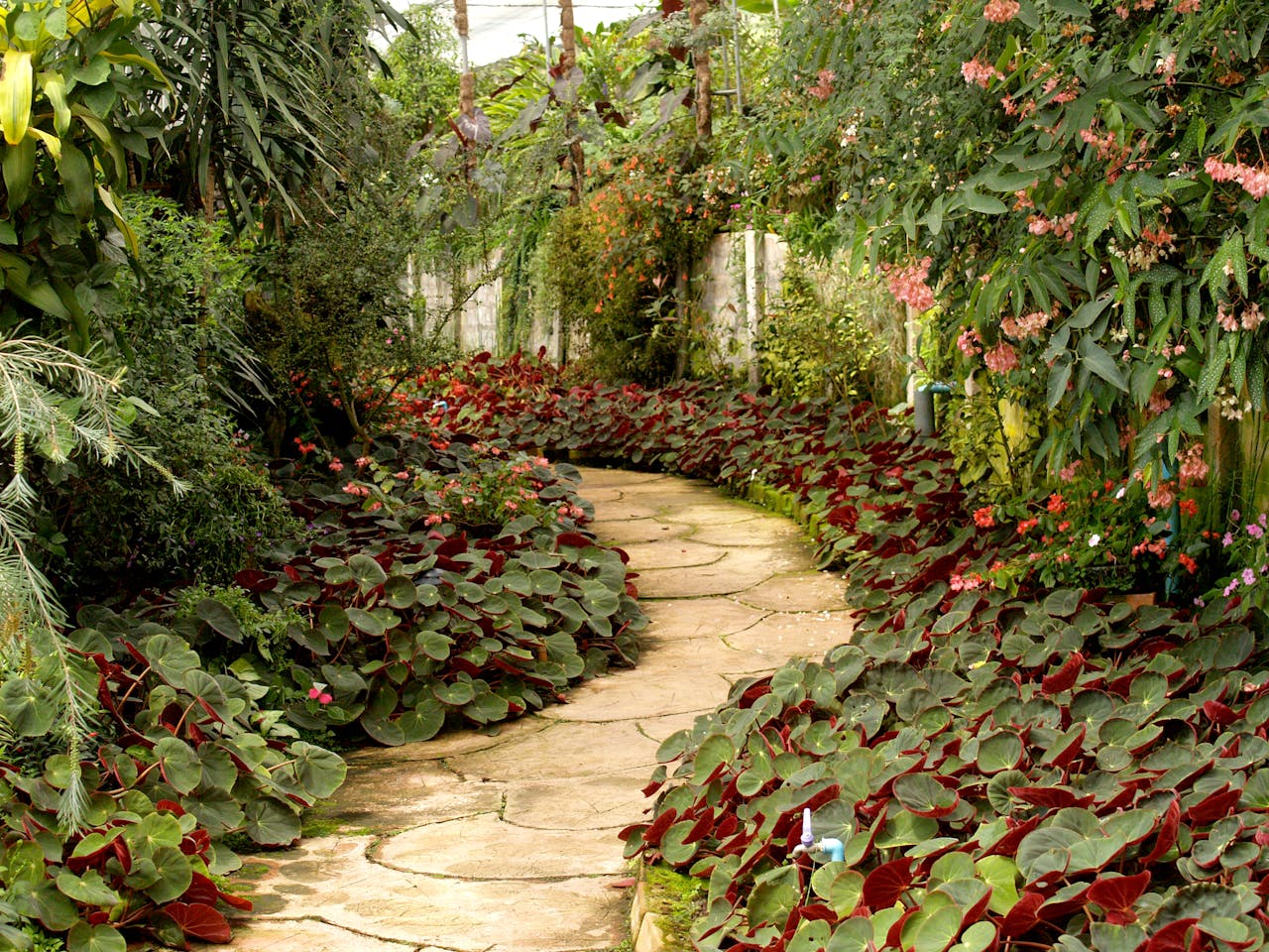 A tranquil garden pathway surrounded by vibrant tropical plants and flowers.